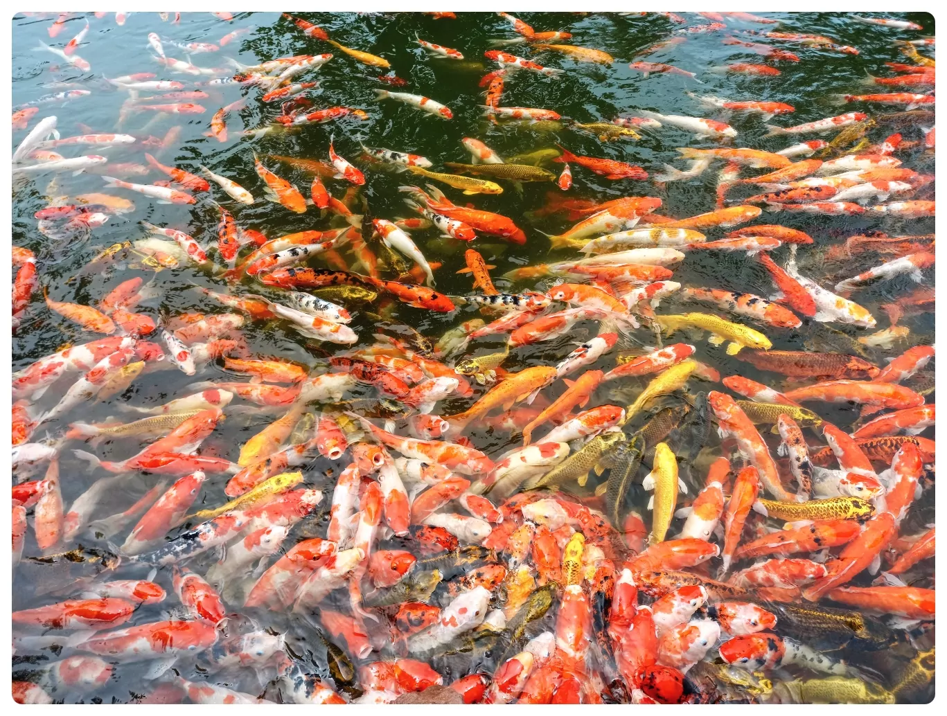 koi.jpg