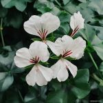 Bức ảnh này mình chụp Hoa bằng ống kính Telephoto, bạn có thể thấy hiệu Bokeh đằng sau được xử lý khá tốt heen!