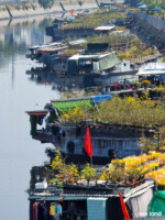 Có rất nhiều loại hoa, rực rở cả 1 khúc kênh Tàu hũ