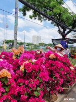 Dàn hoa giấy vô cùng bắt mắt