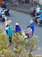 Mai đi chị ơi ... Hoa này bao nở Mùng 1 ngất ngây